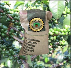 BRAZILIA Fazenda Quilombo Aroeira Yellow Bourbon