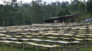 BURUNDI Gakenke Kayanza Washed