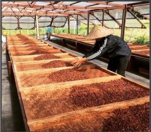 CACAO Boabe Crude - INDONESIA West Bali Jembrana Cooperative