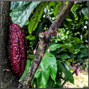 boabe de cacao 