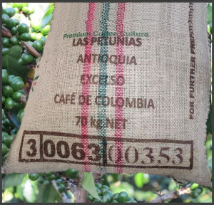 COLOMBIA Antioquia Las Petunias