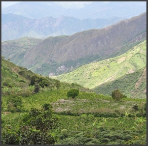 COLOMBIA Finca Las Brisas Gesha