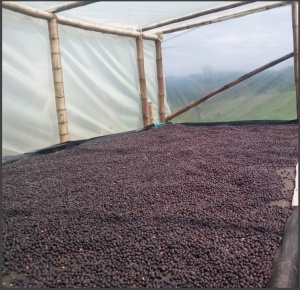 COLUMBIA Huila Finca Santa Barbara Geisha Semi-Washed - Img 6
