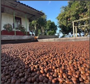 COLUMBIA Quindio Finca La Sirena Peach Co-fermented Washed - Img 3