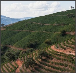 ECUADOR Finca San Luis Sidra Anaerobic Washed - Img 3