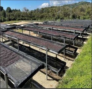 EL SALVADOR Finca La Montana Anaerobic Natural