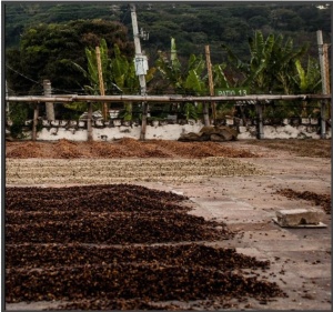 EL SALVADOR Finca Miramar Anaerobic Honey - Img 2