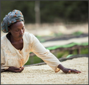 ETIOPIA Sidamo Abeba