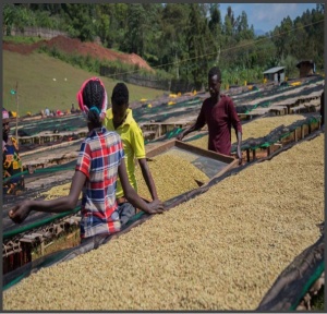 ETIOPIA Sidamo Ato Tona - Img 3