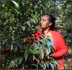 ETIOPIA Sidamo Shantawene Gr 1 Natural - Img 2