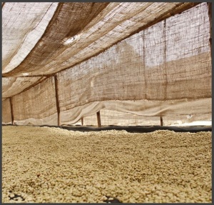 ETIOPIA Yirgacheffe Halo Beriti Gr.1 Washed - Img 5