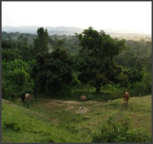 ETIOPIA Yirgacheffe Sigiga Organic - Img 3