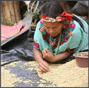 GUATEMALA Jalapa Jumay - Img 4