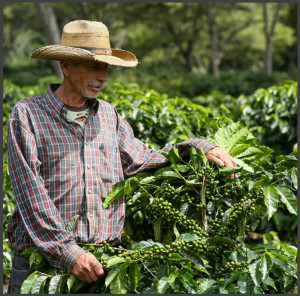 GUATEMALA Jalapa Jumay - Img 3