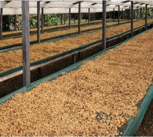 GUATEMALA Palencia Washed
