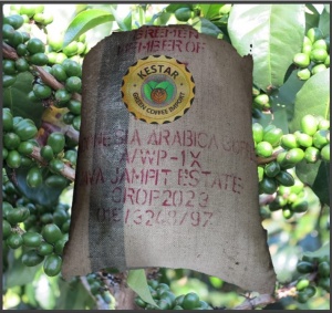 INDONESIA Java Jampit Estate Specialty