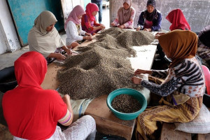 INDONEZIA Sumatra Kerinci Barokah Honey - Img 6