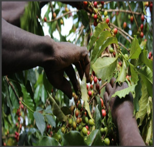 KENYA Kiri Kirinyaga AA TOP - Img 3