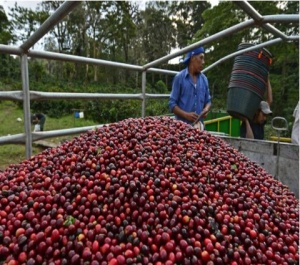 NICARAGUA Jinotega SHG EP