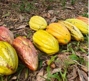 RAW COCOA BEANS- PERU Cajamarca Oro Del Chimchipe - Img 3