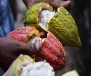 RAW COCOA BEANS -TANZANIA Mbingu Kokoa Kamili Farm - Img 2