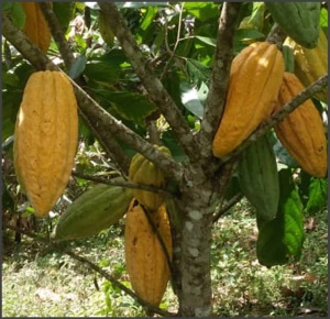 RAW COCOA BEANS - VENEZUELA Amazonas Rimoaje - Specialty - Img 3