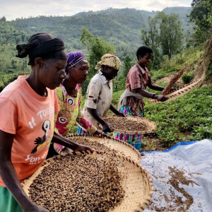 RWANDA Bugoyi Baho Red Bourbon - Img 3