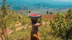 RWANDA Muzo Honey - Img 3
