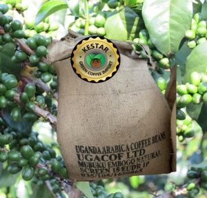 UGANDA Embogo Mubuku