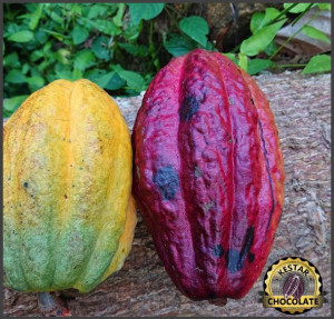 UNROASTED COCOA BEANS -VENEZUELA Puerto Cambello Patanemo - Img 5