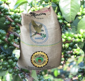 BRAZIL Amarelo Fazenda Santa Catarina