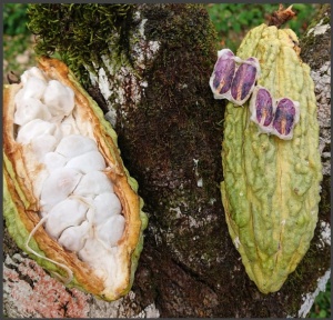 Ciocolata Artizanala Bean to Bar - VENEZUELA Barlovento Villa Franca Crunchy - World BRONZE WINNER 2025@Chocawards - Img 3