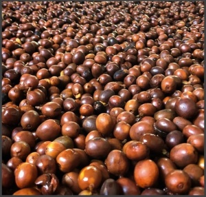 COLOMBIA Antioqua Hacienda La Claudina Pink Bourbon Honey
