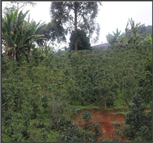 COLOMBIA Huila Finca Las Palmas Creamy Mango Co-fermented Washed - Img 4