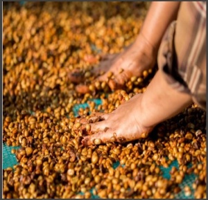COLOMBIA Huila Finca Las Palmas Creamy Mango Co-fermented Washed