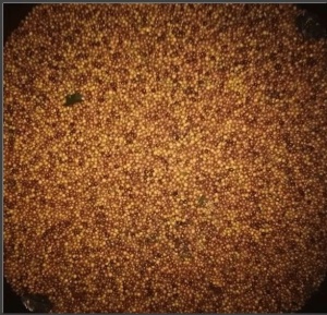 COLOMBIA La Luisa Peach Honey