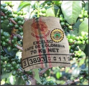 COLUMBIA Excelso Huila Los Hibiscos