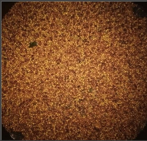 COLUMBIA Finca La Luisa Mango Honey - Img 2