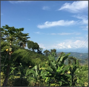 COLUMBIA Finca Las Brisas Gesha - Img 2