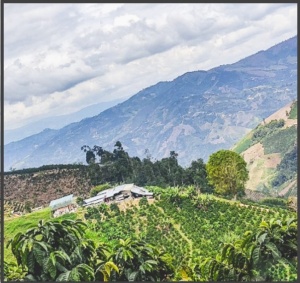 COLUMBIA Huila Finca El Rosal Washed - Img 5