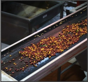 COSTA RICA Finca Las Lajas Honey - Img 3