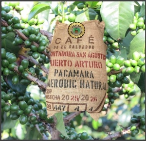 EL SALVADOR Finca Puerto Arturo Anaerobic Natural