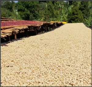 ETHIOPIA Guji Uraga Yabitu Tume Gr. 1 - Img 3