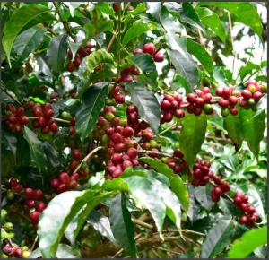 ETHIOPIA Yirgacheffe Idido Washed - Img 6