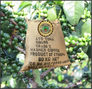 ETIOPIA Sidamo Ato Tona - Img 4