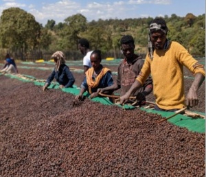 ETIOPIA Sidamo Shantawene - Honey Wine Fermentation - Img 4