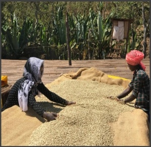 ETIOPIA Yirgacheffe Idido Anaerobic Natural Gr. 1