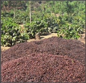GUATEMALA Alotenango Natural