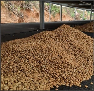 GUATEMALA Finca Pampojila Frozen Anaerobic Natural - Img 3