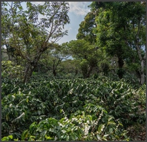 GUATEMALA Finca Santa Rita Anaerobic Natural - Img 3